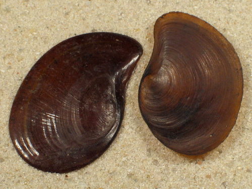 Pomacea paludosa Operculum 2,3+cm