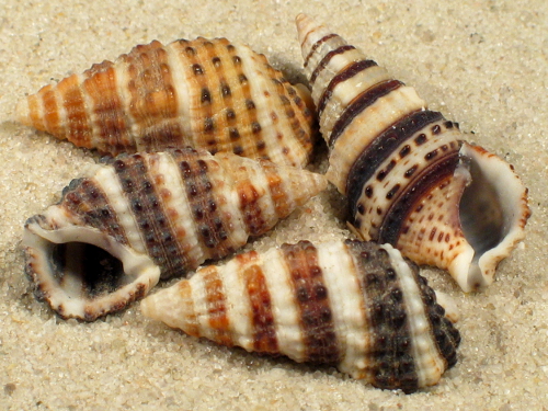 Cerithium zonatum mit Streifen PH 1,5+cm