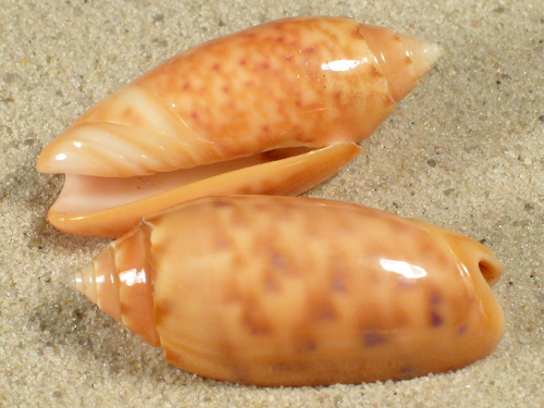 Oliva annulata nebulosa orange PH 3+cm