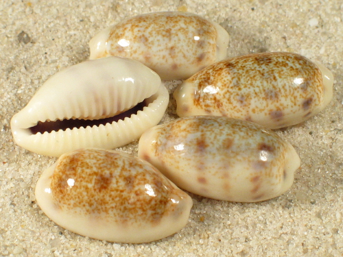 Cypraea pallidula PH 1,5+cm