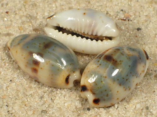 Cypraea kieneri PH 1+cm