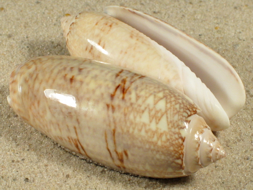 Oliva sayana US 3,5+cm