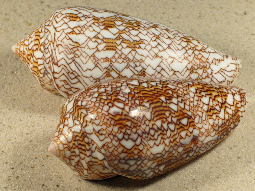 Conus textile VN 8+cm