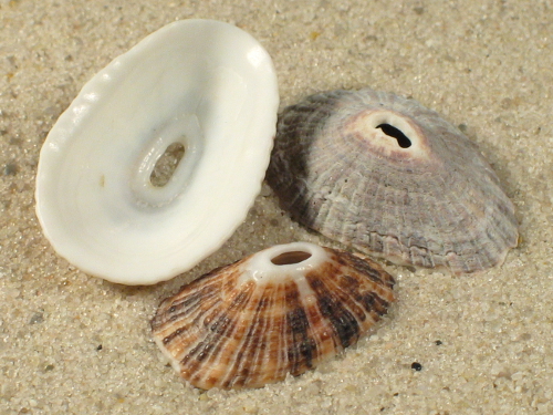 Fissurella natalensis ZA 1,8+cm