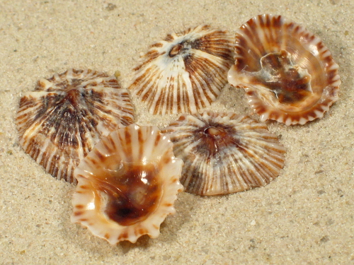 Siphonaria capensis MG 2+cm