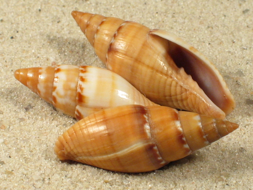 Mitra punctostriata MG 2,3+cm