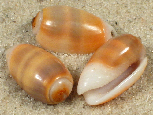 Oliva carneola SB 1,4+cm