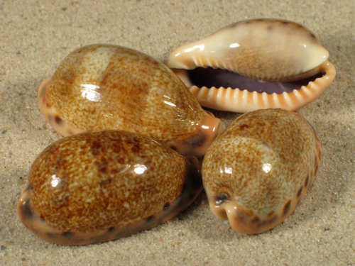 Cypraea caurica 3+cm