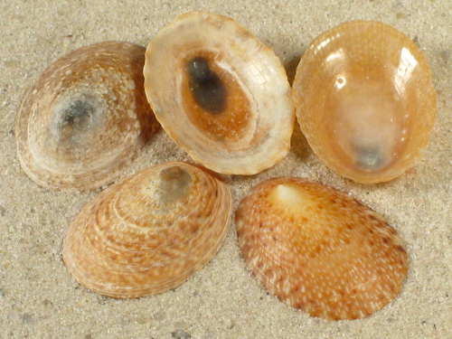 Helcion pruinosus ZA 1,8+cm