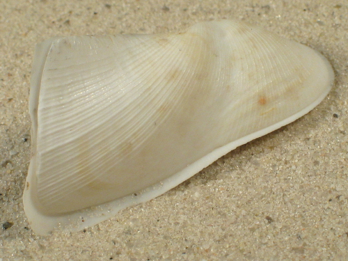 Trisidos tortuosa ID 6,5+cm