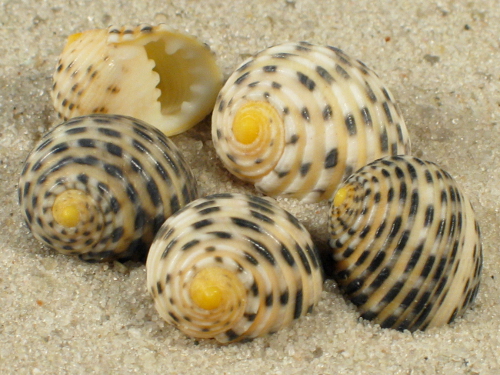 Nerita plicata gepunktet 1,2+cm