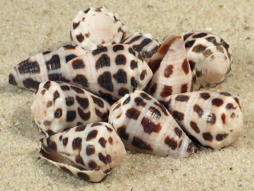 Conus ebraeus PH 2+cm