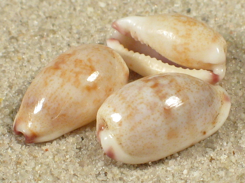 Cypraea fimbriata durbanensis TZ 1,2+cm