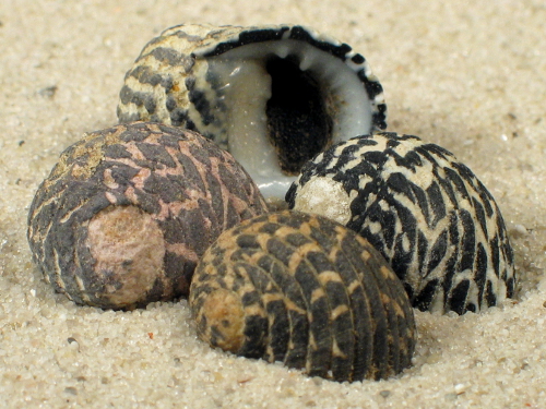 Nerita tessellata w/op FR-Caribbean 1,5+cm