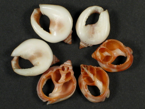 Nassarius bimaculosus Gehuseschnitt 1+cm
