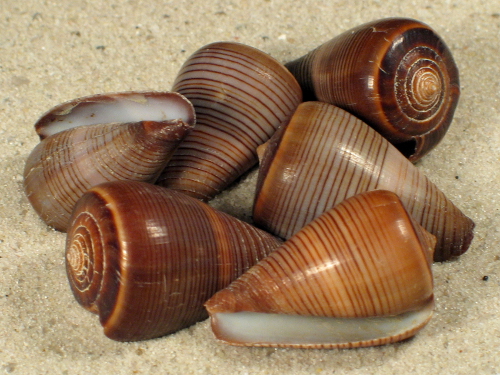 Conus figulinus 2,5+cm (x2)