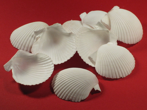 Box-Scallop 1/2 deep 4-5cm (x4)