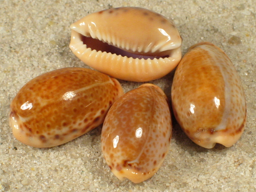 Cypraea spurca ES-Atlantic 1,9+cm