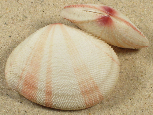 Scutarcopagia linguafelis PH 4,5+cm