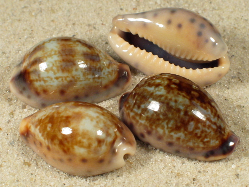 Cypraea zonaria SN 2+cm