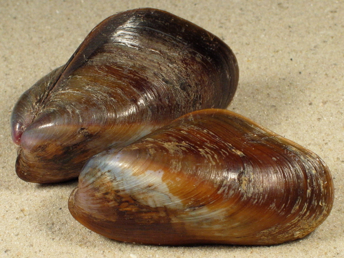 Modiolus philippinarum PH 6+cm
