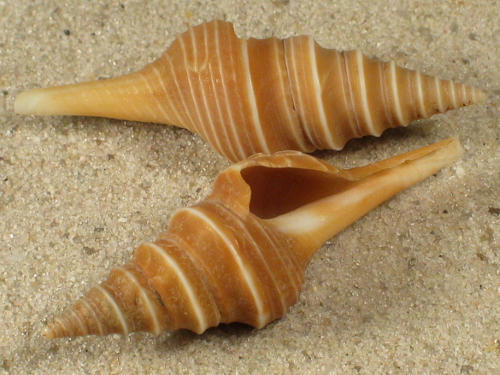 Lophiotoma leucotropis PH 4+cm