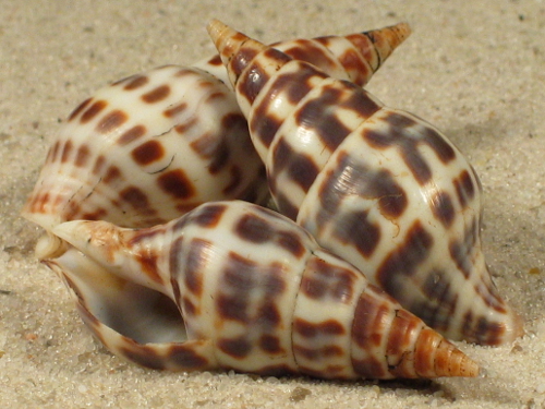 Pusionella nifat GA 3,5+cm