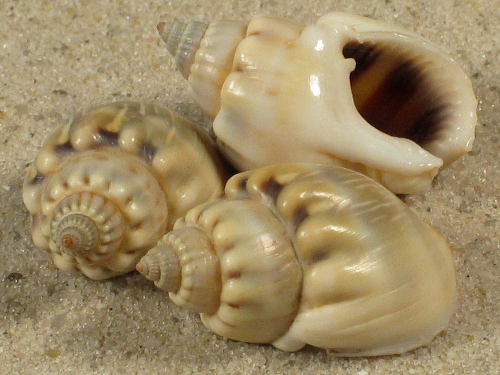 Nassarius coronatus MG 2+cm