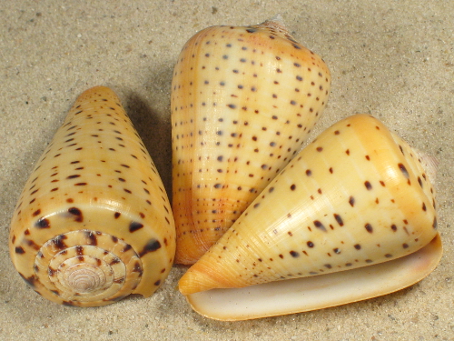 Conus betulinus 5+cm