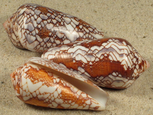 Conus pennaceus MZ 4,7+cm