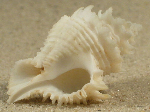 Babelomurex japonicus PH 3,5+cm