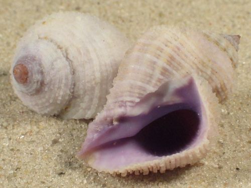 Coralliophila radula PH 2,5+cm