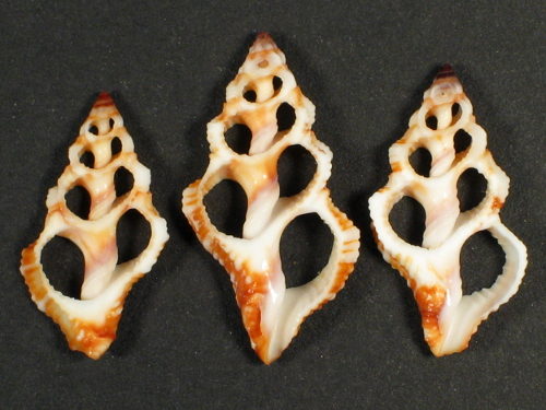 Peristernia castanoleuca Gehuseschnitt 2+cm