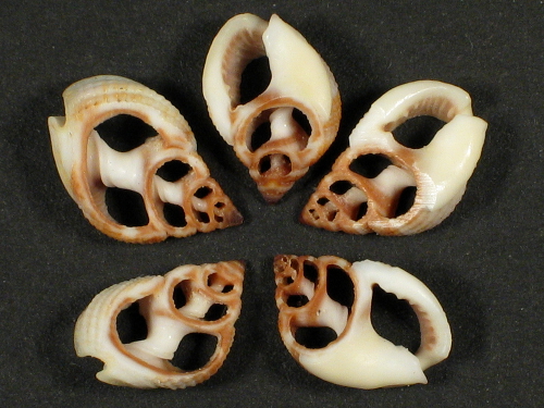 Nassarius elegantissimus Gehuseschnitt 1+cm (x2)