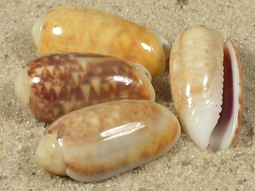 Oliva carneola adspersa PH 1,5+cm