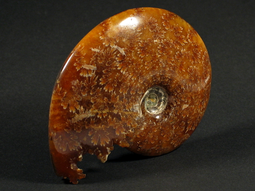 Cleoniceras besairiei Cretaceous MG 9,5+cm