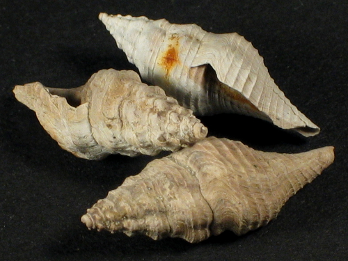 Crenaturricula exorta Eocene UK 1,8+cm