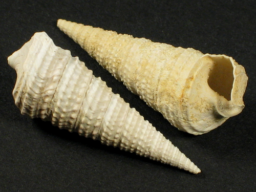 Potamides cordieri Eocene FR 2,4+cm