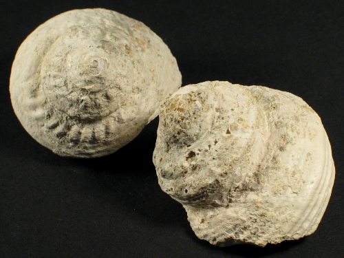 Bolma rugosa Pliocene GR 4+cm