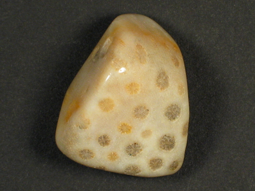 Tumbled fossil coral with drill-hole 03
