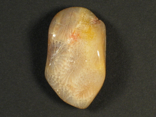 Tumbled fossil coral with drill-hole 3,6cm