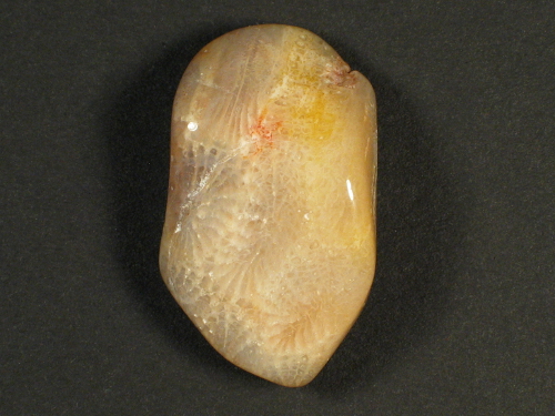 Trommelstein fossile Koralle mit Bohrung 3,6cm