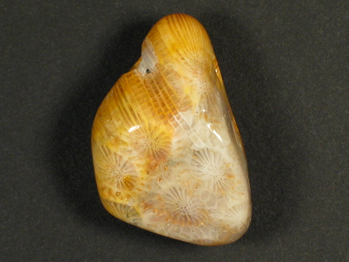 Tumbled fossil coral with drill-hole 3,3cm