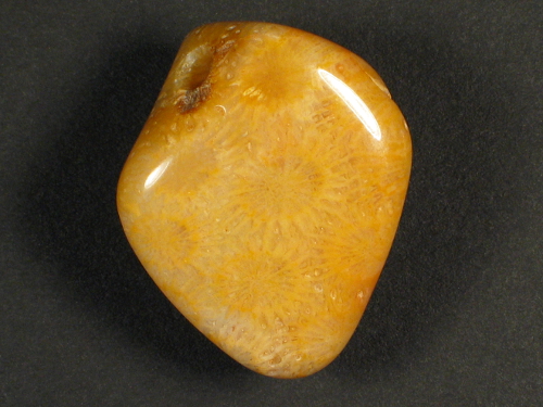 Tumbled fossil coral with drill-hole 3,1cm