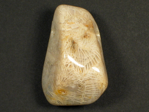 Tumbled fossil coral with drill-hole 3,1cm