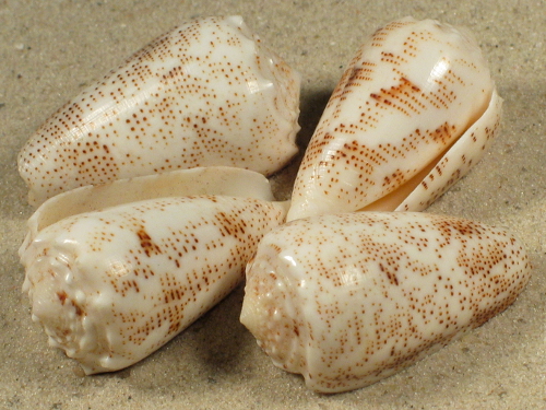 Conus arenatus light PH 3+cm