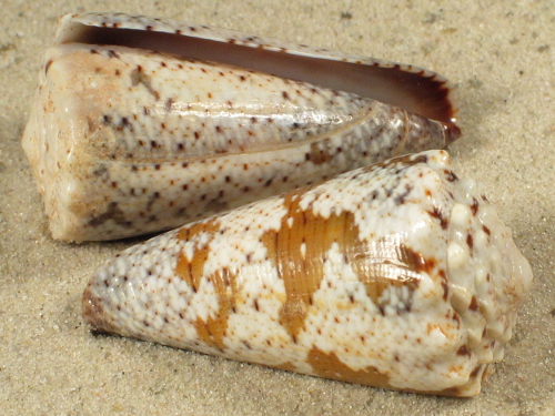 Conus imperialis fuscatus 3,8+cm