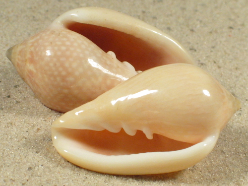 Marginella glabella *light* SN 3,5+cm