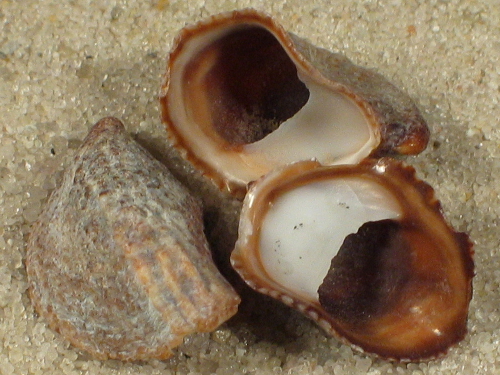 Crepidula incurva PA 1,3+cm