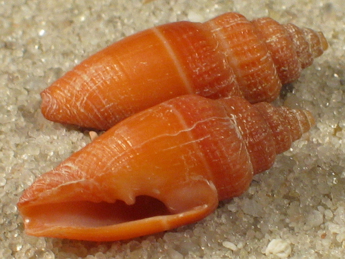 Vexillum funereum PH 1,7+cm